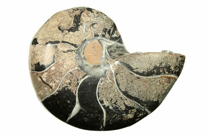 Polished Fossil Nautilus (Cymatoceras) - Unusual Black Color! #297174